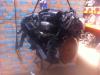 Motor från en Volvo S80 (TR/TS) 2.8 T6 24V 1999
