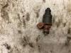 Skoda Fabia Injector (benzine injectie)